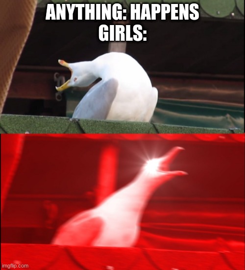 Meme Only Girls Can Understand | ANYTHING: HAPPENS
GIRLS: | image tagged in screaming bird | made w/ Imgflip meme maker