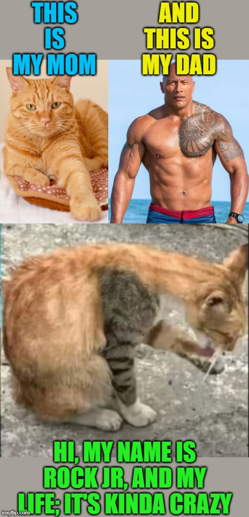 I'd hate to get into a cat fight with that one! | THIS IS MY MOM; AND THIS IS MY DAD; HI, MY NAME IS ROCK JR, AND MY LIFE; IT'S KINDA CRAZY | image tagged in orange cat,the rock,memes | made w/ Imgflip meme maker