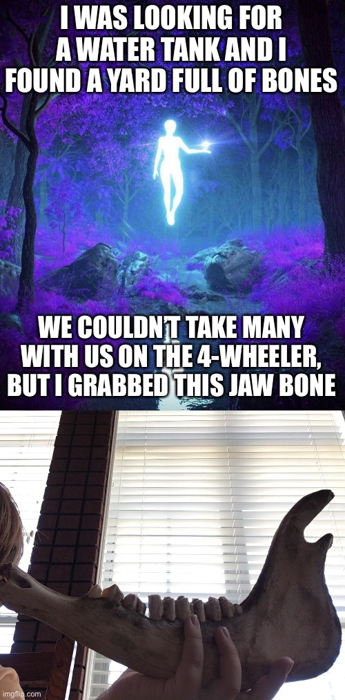 I WAS LOOKING FOR A WATER TANK AND I FOUND A YARD FULL OF BONES; WE COULDN’T TAKE MANY WITH US ON THE 4-WHEELER, BUT I GRABBED THIS JAW BONE | image tagged in raine s temp | made w/ Imgflip meme maker