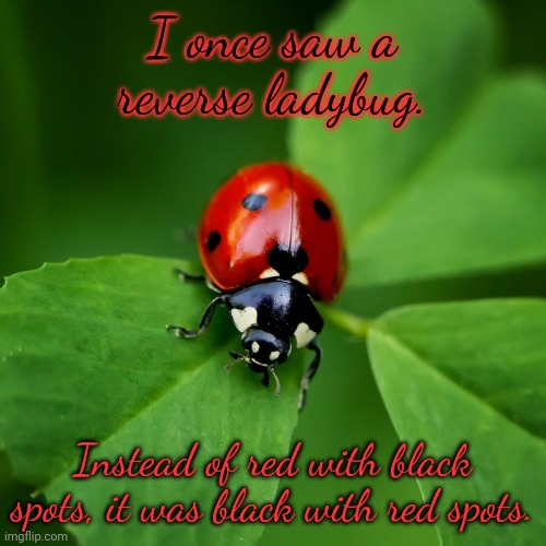 Wish I could have taken a picture. | I once saw a reverse ladybug. Instead of red with black spots, it was black with red spots. | image tagged in ladybug,beautiful nature,unexpected,colors | made w/ Imgflip meme maker