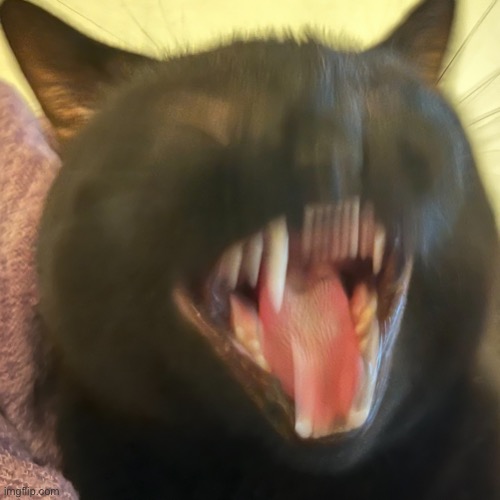 Blurry Cat Face Meme | image tagged in cat yawns,sarlah,sarlahthecat,sarlahkitty,vanillabizcotti | made w/ Imgflip meme maker
