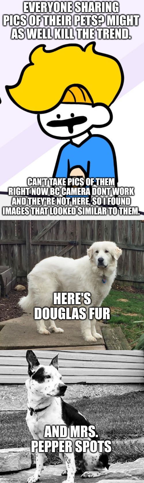 sorry you cant see them | EVERYONE SHARING PICS OF THEIR PETS? MIGHT AS WELL KILL THE TREND. CAN'T TAKE PICS OF THEM RIGHT NOW BC CAMERA DONT WORK AND THEY'RE NOT HERE, SO I FOUND IMAGES THAT LOOKED SIMILAR TO THEM. HERE'S DOUGLAS FUR; AND MRS. PEPPER SPOTS | image tagged in haminations | made w/ Imgflip meme maker