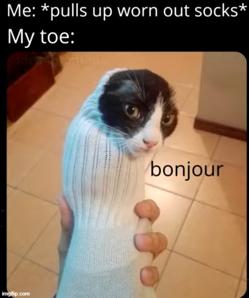 Bonjour | image tagged in so true memes,memes,funny,cats,socks,lol | made w/ Imgflip meme maker