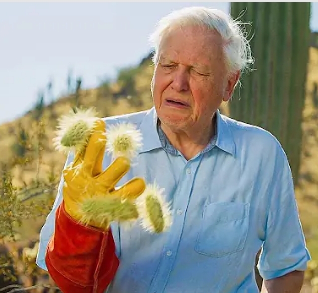 David Attenborough in Pain Blank Meme Template