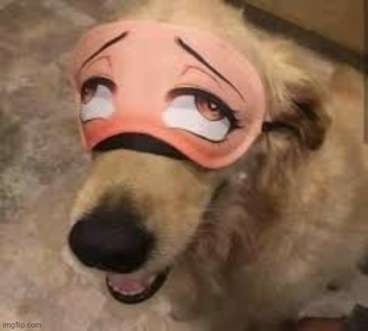 Helm gnaw not the dog | made w/ Imgflip meme maker