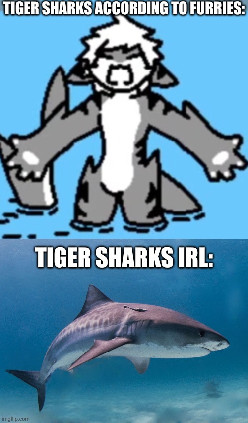 TIGER SHARKS ACCORDING TO FURRIES:; TIGER SHARKS IRL: | made w/ Imgflip meme maker