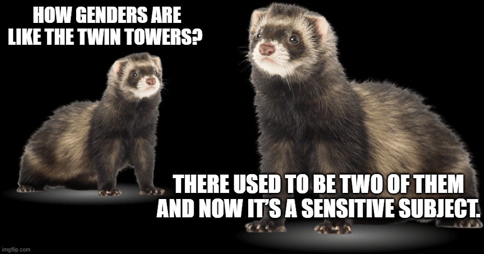 WTF ferrets | HOW GENDERS ARE LIKE THE TWIN TOWERS? THERE USED TO BE TWO OF THEM AND NOW IT’S A SENSITIVE SUBJECT. | image tagged in ferret,dark humor | made w/ Imgflip meme maker