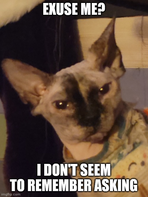 Sassy hairless cat | EXUSE ME? I DON'T SEEM TO REMEMBER ASKING | image tagged in did i ask | made w/ Imgflip meme maker