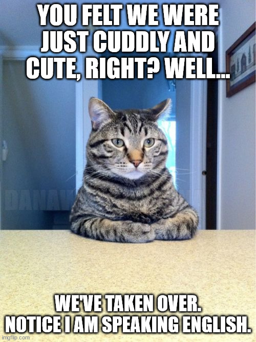 serious kitty | YOU FELT WE WERE JUST CUDDLY AND CUTE, RIGHT? WELL... DANAWANAPSKANA; WE'VE TAKEN OVER. NOTICE I AM SPEAKING ENGLISH. | image tagged in memes,take a seat cat,world domination | made w/ Imgflip meme maker
