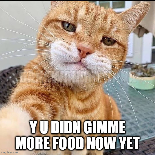 kat food | DANAWANAPSKANA; Y U DIDN GIMME MORE FOOD NOW YET | image tagged in karen we need to talk,cats,food,funny,impatient | made w/ Imgflip meme maker