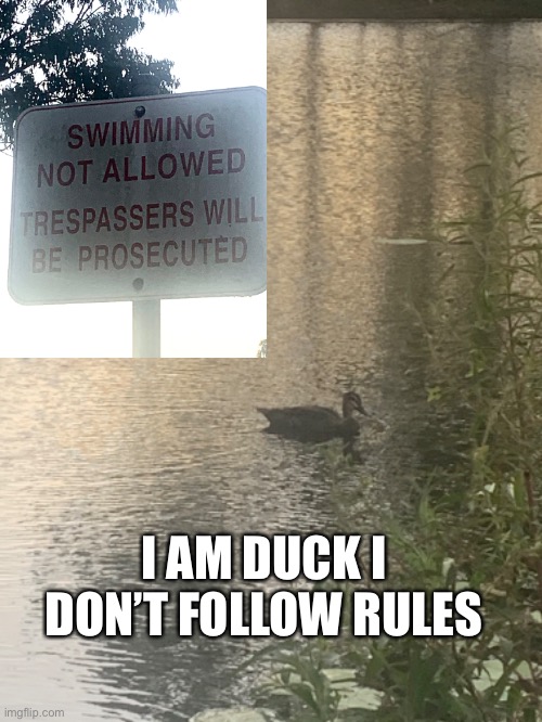 Duck |  I AM DUCK I DON’T FOLLOW RULES | image tagged in duck,funny memes | made w/ Imgflip meme maker