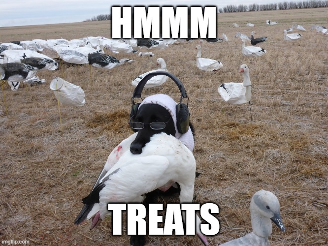 goose dog | HMMM TREATS | image tagged in goose dog | made w/ Imgflip meme maker