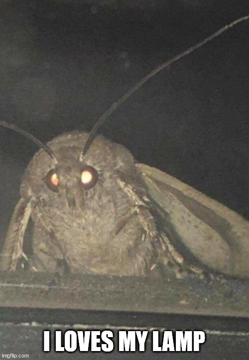 Moth | I LOVES MY LAMP | image tagged in moth | made w/ Imgflip meme maker