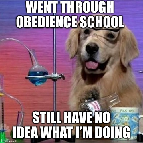 I Have No Idea What I Am Doing Dog | WENT THROUGH OBEDIENCE SCHOOL; STILL HAVE NO IDEA WHAT I’M DOING | image tagged in memes,i have no idea what i am doing dog | made w/ Imgflip meme maker