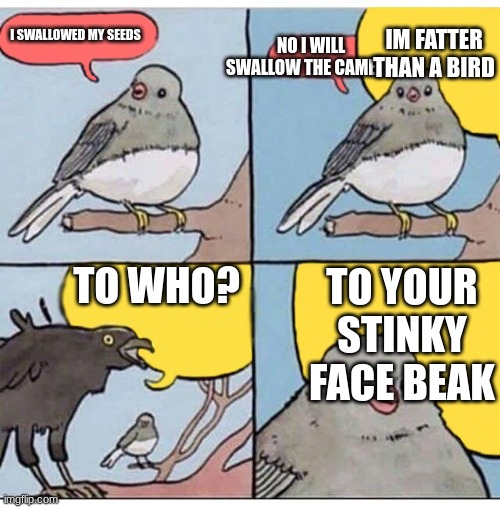 Listin' Tha Crow with a Blackbird | I SWALLOWED MY SEEDS; NO I WILL SWALLOW THE CAMERA; IM FATTER THAN A BIRD; TO WHO? TO YOUR STINKY FACE BEAK | image tagged in annoyed bird | made w/ Imgflip meme maker