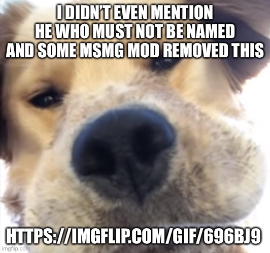 https://imgflip.com/gif/696bj9 | I DIDN’T EVEN MENTION HE WHO MUST NOT BE NAMED AND SOME MSMG MOD REMOVED THIS; HTTPS://IMGFLIP.COM/GIF/696BJ9 | image tagged in doggo bruh | made w/ Imgflip meme maker