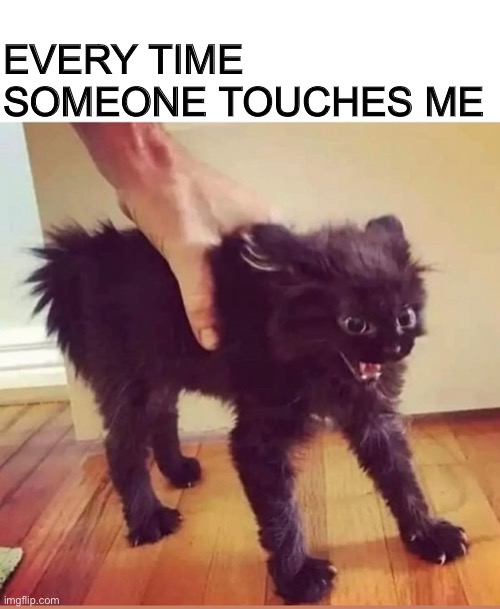 Don’t touch | EVERY TIME SOMEONE TOUCHES ME | image tagged in cat,touching | made w/ Imgflip meme maker