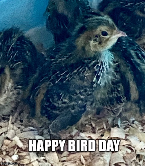 Happy Bird Day. | HAPPY BIRD DAY | image tagged in bird | made w/ Imgflip meme maker