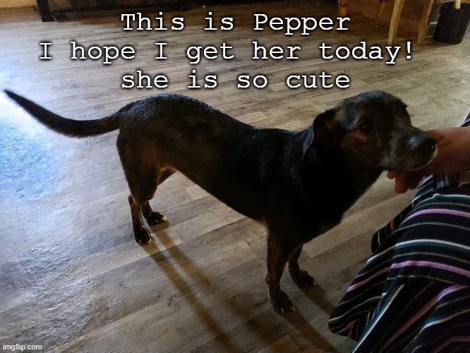 This is Pepper
I hope I get her today! 
she is so cute | made w/ Imgflip meme maker