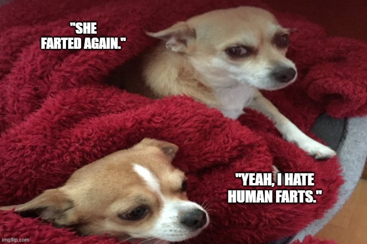 Human Farts | "SHE FARTED AGAIN."; "YEAH, I HATE HUMAN FARTS." | image tagged in funny dogs | made w/ Imgflip meme maker