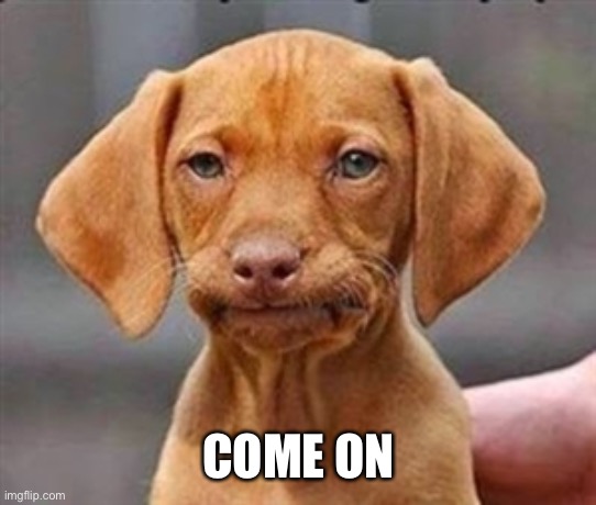 Frustrated dog | COME ON | image tagged in frustrated dog | made w/ Imgflip meme maker