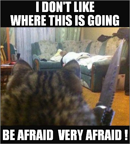 Cat With A Switch Blade ! | I DON'T LIKE WHERE THIS IS GOING; BE AFRAID  VERY AFRAID ! | image tagged in cats,armed,be afraid | made w/ Imgflip meme maker