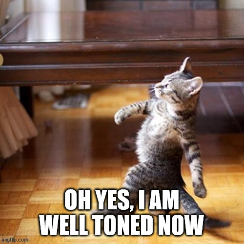 Swagger cat | OH YES, I AM WELL TONED NOW | image tagged in swagger cat | made w/ Imgflip meme maker