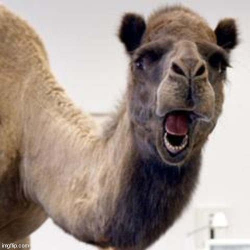 Camel | image tagged in camel | made w/ Imgflip meme maker