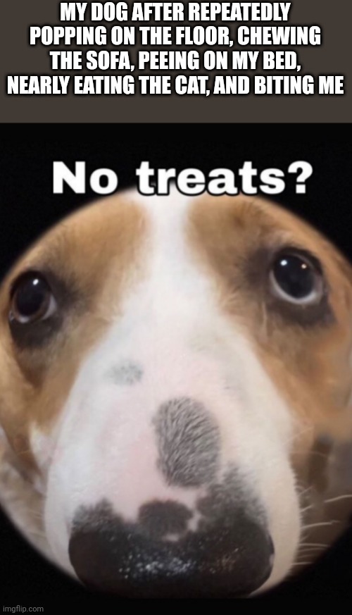 No treats? | MY DOG AFTER REPEATEDLY POPPING ON THE FLOOR, CHEWING THE SOFA, PEEING ON MY BED, NEARLY EATING THE CAT, AND BITING ME | image tagged in no treats | made w/ Imgflip meme maker