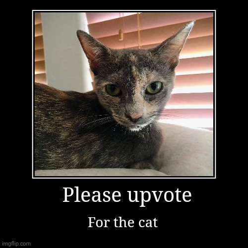 My cat is sad she needs upvotes | Please upvote | For the cat | image tagged in funny,demotivationals | made w/ Imgflip demotivational maker