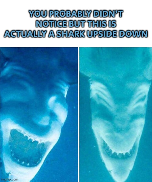 Seems like a face, I know | YOU PROBABLY DIDN’T NOTICE BUT THIS IS ACTUALLY A SHARK UPSIDE DOWN | image tagged in shark,face,funny,memes | made w/ Imgflip meme maker