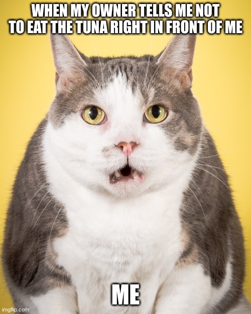 Cats be like | WHEN MY OWNER TELLS ME NOT TO EAT THE TUNA RIGHT IN FRONT OF ME; ME | image tagged in dumb cat,stupid,yummy,cute,wierd | made w/ Imgflip meme maker