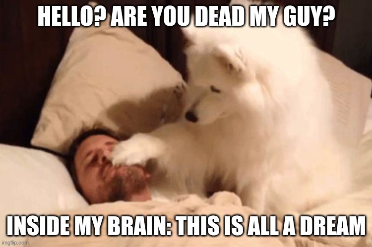 my dog: | HELLO? ARE YOU DEAD MY GUY? INSIDE MY BRAIN: THIS IS ALL A DREAM | image tagged in funny,annoying,sleep | made w/ Imgflip meme maker
