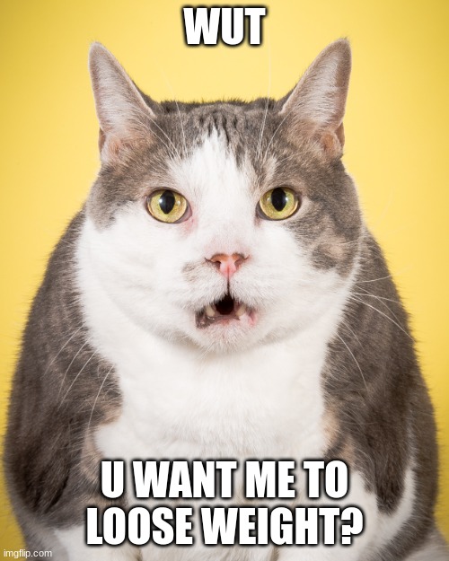 cat X ramen noodles | WUT; U WANT ME TO LOOSE WEIGHT? | image tagged in dumb cat,cats,memes,funny,derp,fat cat | made w/ Imgflip meme maker
