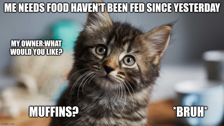 food pls | ME NEEDS FOOD HAVEN'T BEEN FED SINCE YESTERDAY; MY OWNER:WHAT WOULD YOU LIKE? MUFFINS? *BRUH* | image tagged in cats,cute,muffins | made w/ Imgflip meme maker