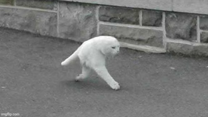 lil kitty cute haha | image tagged in lil kitty cute haha | made w/ Imgflip meme maker