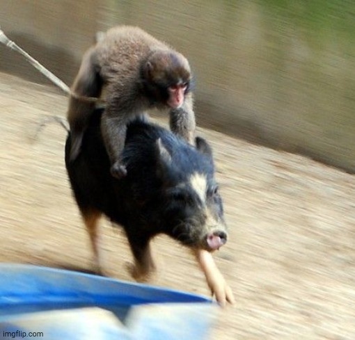 Monkey riding a pig | image tagged in monkey riding a pig | made w/ Imgflip meme maker