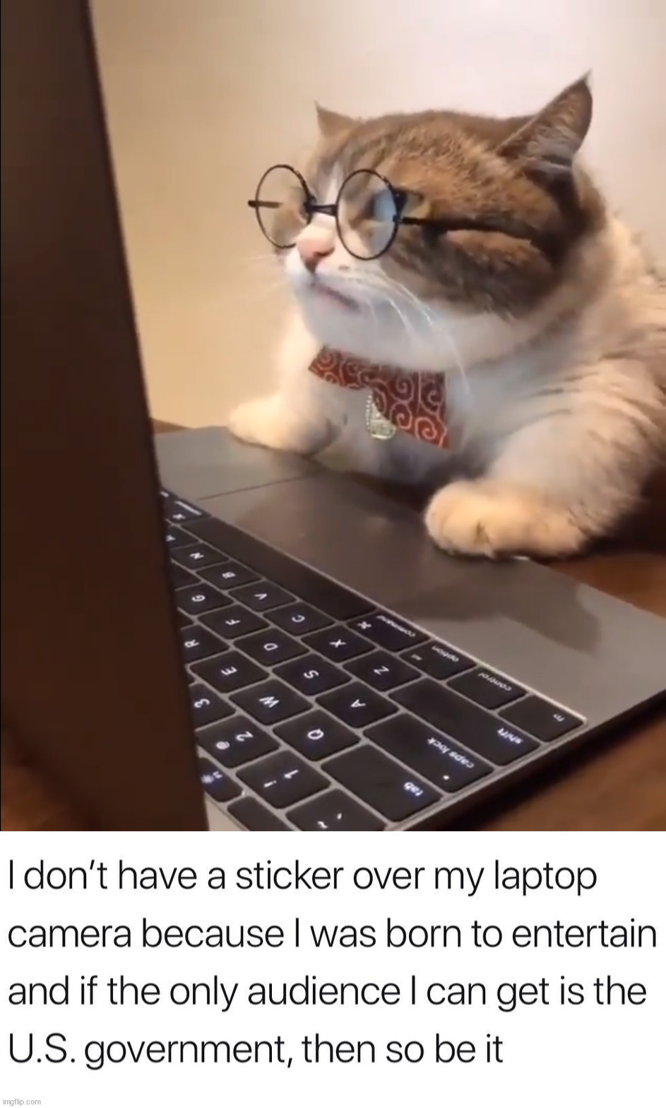 Entertainment for someone. | image tagged in research cat,laptop | made w/ Imgflip meme maker