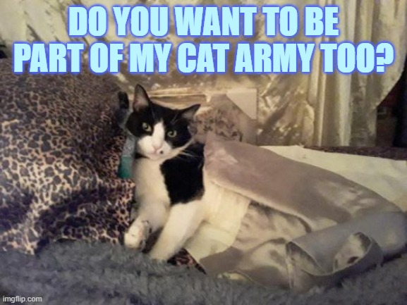 DO YOU WANT TO BE PART OF MY CAT ARMY TOO? | made w/ Imgflip meme maker