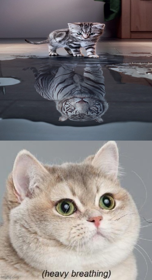 Cat's tiger reflection | image tagged in memes,heavy breathing cat,reflection,cats,cat,tiger | made w/ Imgflip meme maker