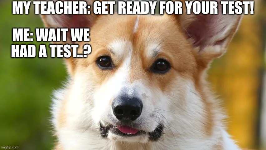 Test | MY TEACHER: GET READY FOR YOUR TEST! ME: WAIT WE HAD A TEST..? | image tagged in funny memes,bad pun dog | made w/ Imgflip meme maker