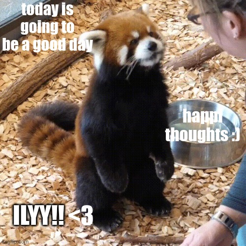positive red panda | today is going to be a good day; happi thoughts :); ILYY!! <3 | image tagged in cute,positive thinking,positive,positivity,red panda,smile | made w/ Imgflip meme maker