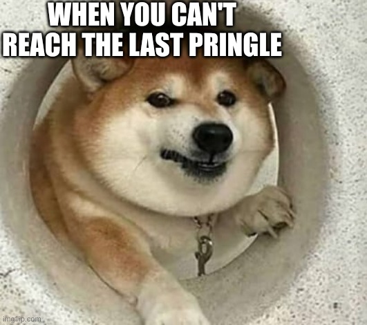 Pringle | WHEN YOU CAN'T REACH THE LAST PRINGLE | image tagged in funny memes,bad pun dog | made w/ Imgflip meme maker