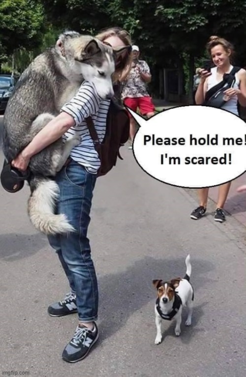 image tagged in dogs | made w/ Imgflip meme maker