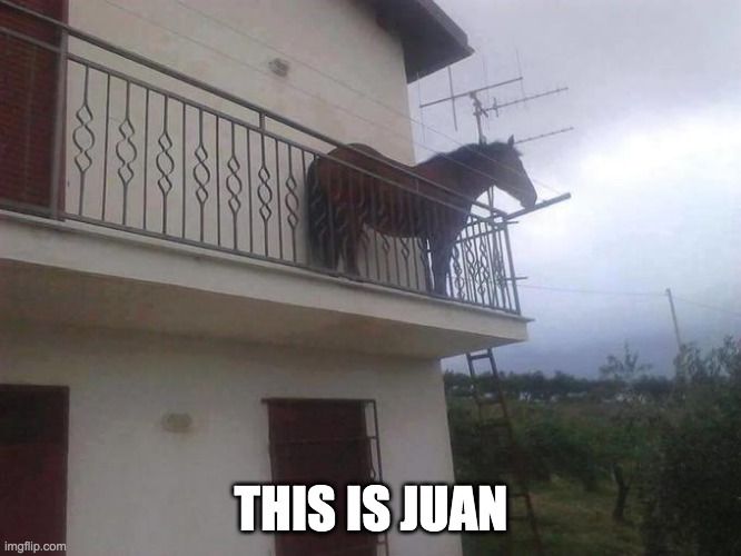 juan. | THIS IS JUAN | image tagged in memes,funny,reposts,horses,juan | made w/ Imgflip meme maker