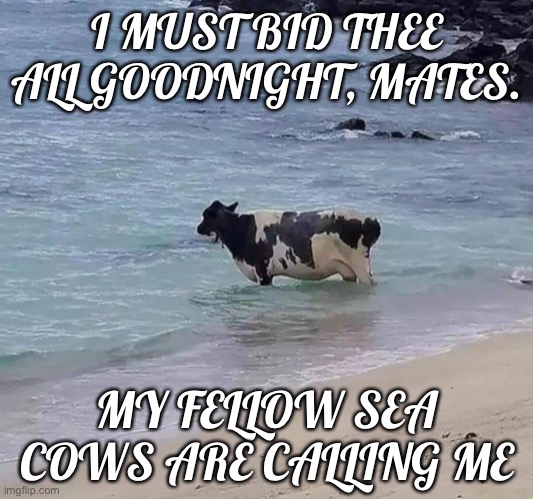 Cow in the ocean | I MUST BID THEE ALL GOODNIGHT, MATES. MY FELLOW SEA COWS ARE CALLING ME | image tagged in cow in the ocean | made w/ Imgflip meme maker