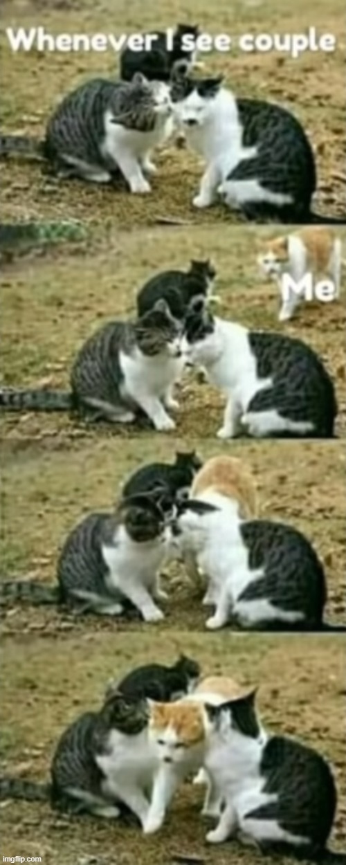 image tagged in cats | made w/ Imgflip meme maker