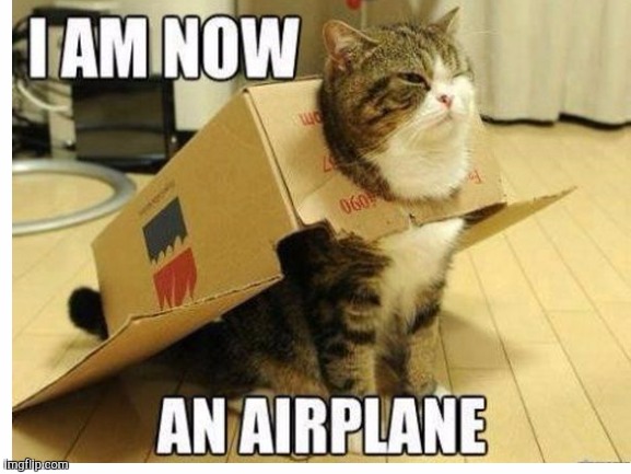 Airplane  cat lol | image tagged in cats,airplane,lol | made w/ Imgflip meme maker