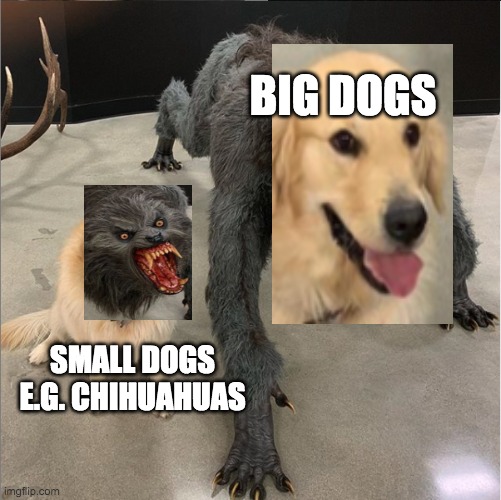 true | BIG DOGS; SMALL DOGS E.G. CHIHUAHUAS | image tagged in dog vs werewolf | made w/ Imgflip meme maker