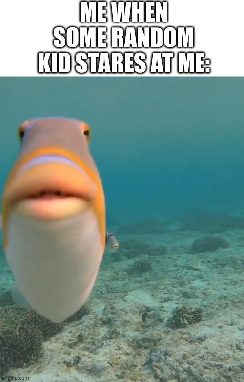 funny | ME WHEN SOME RANDOM KID STARES AT ME: | image tagged in staring fish | made w/ Imgflip meme maker